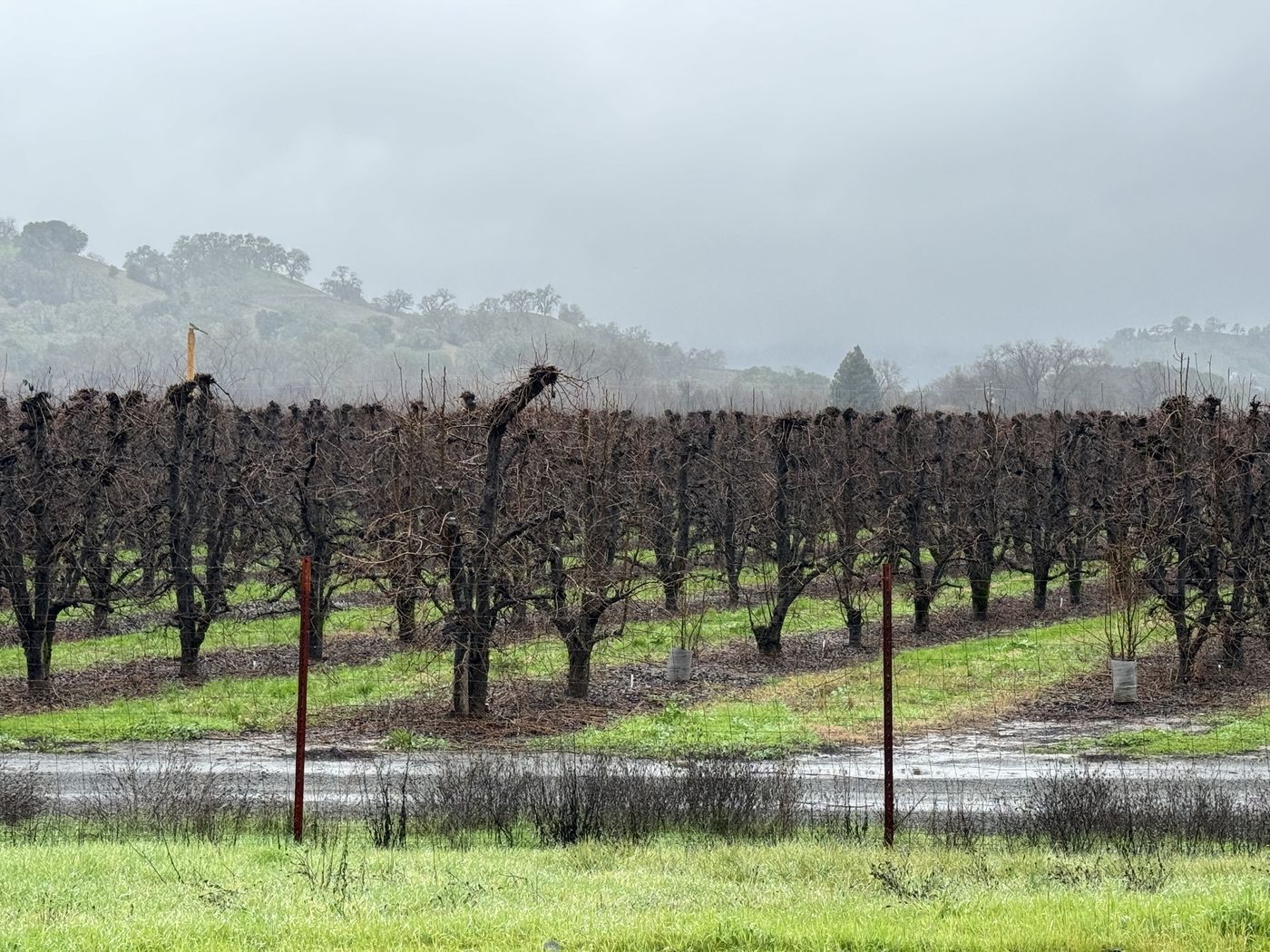 A dormant vineyard in Ukiah, Mendocino County, under winter rain. January 2024.