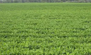 A peanut field near Pelham, Mitchell County, Georgia.