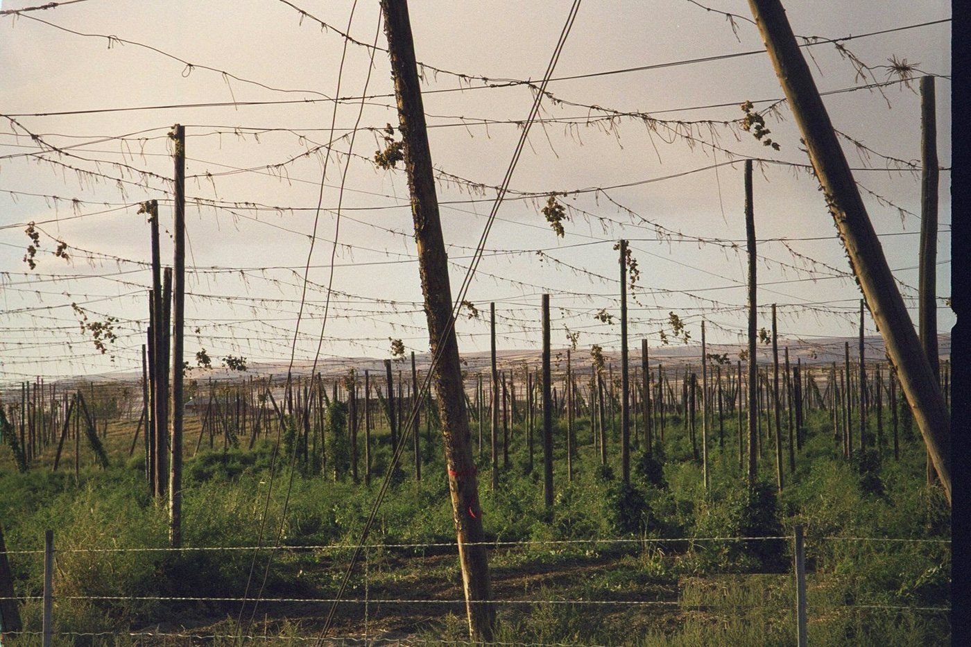 Hop field near Moxee in the Yakima Valley, Washington. Rows of hop trellises stretch toward the horizon under a clear sky.