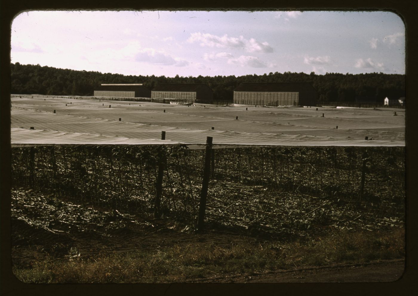 White cheesecloth shade structures over tobacco fields, with cut stalks on the ground.
