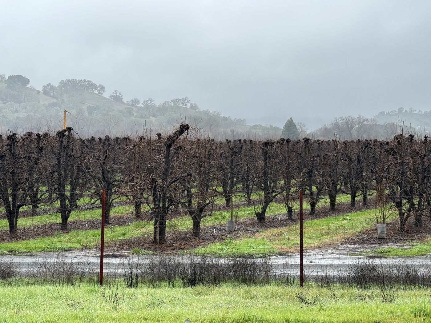 A dormant vineyard in Ukiah, Mendocino County, under winter rain. January 2024.